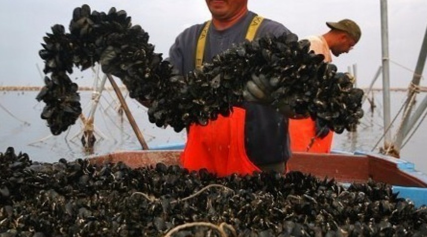 CAGNANO, REVOCATA ORDINANZA. DA DOMANI SI TORNA A PESCARE LE COZZE