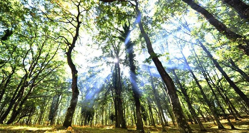 FORMAZIONE FORESTALE, OLTRE 350 AZIENDE COINVOLTE, GIORNO 11 MARZO IN FORESTA UMBRA