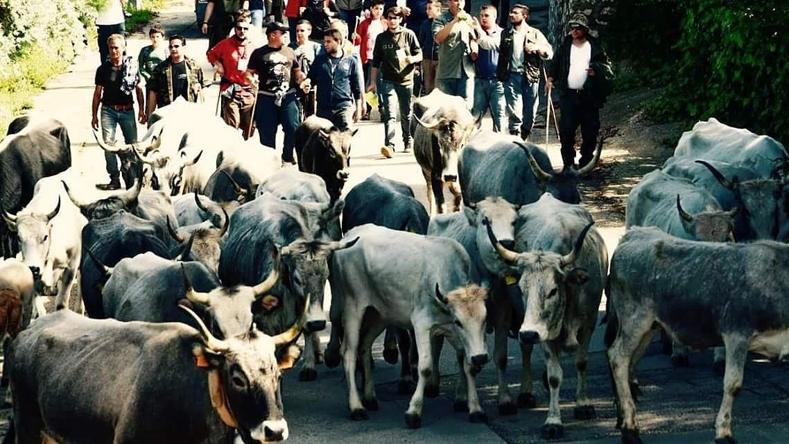 TRANSUMANZA: SUI TRATTURI DEL GARGANO RITORNA L’ECO DEL BRIOOO! IPTAAAA!!