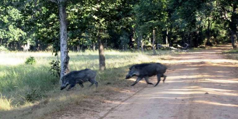 GARGANO, CRESCIUTI DEL 200 PER CENTO I DANNI DA FAUNA SELVATICA