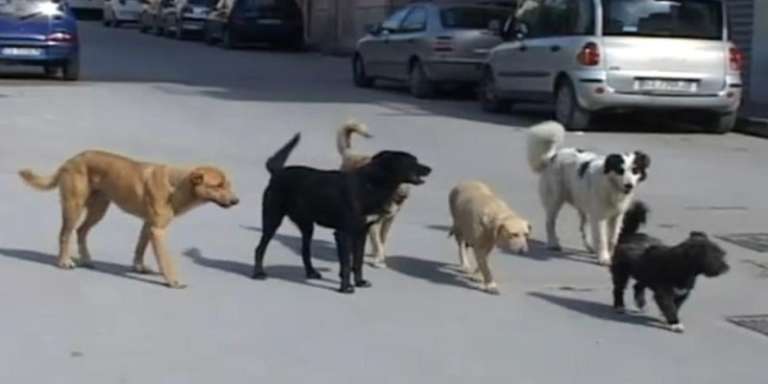 L’AGGIUDICAZIONE DEL SERVIZIO DI CUSTODIA CANI RANDAGI ACCALAPPIATI DI SAN NICANDRO