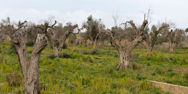 LA XILELLA FASTIDIOSA O SCHIUMAROLA DELL’ULIVO “CAMMINA” VERSO IL NORD DELLA PUGLIA