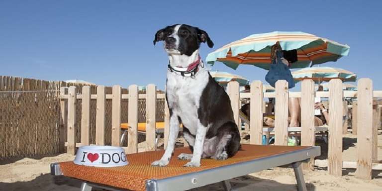 ACCESSO DEGLI ANIMALI DI COMPAGNIA SULLE SPIAGGE PUGLIESI