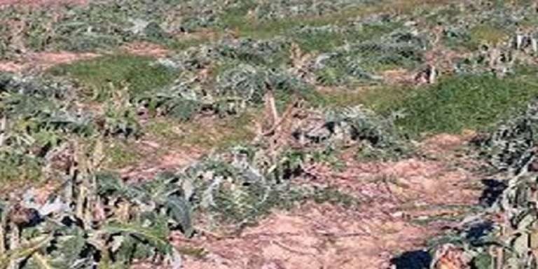 AGRICOLTORI DI CAPITANATA IN GINOCCHIO, SI CHIEDE LO STATO DI CALAMITA’ NATURALE