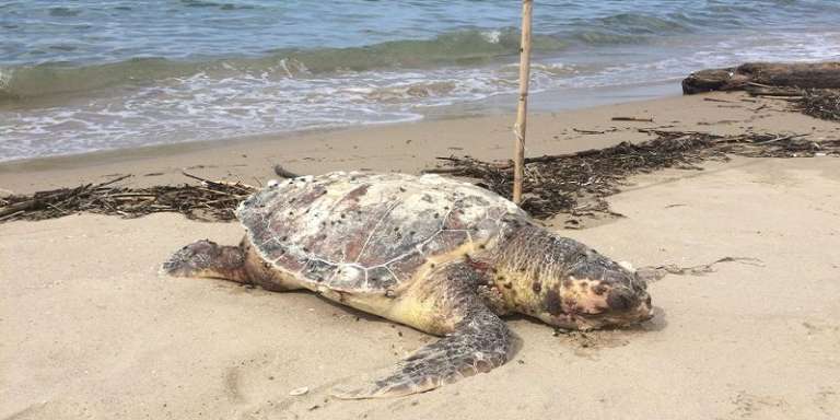 SPIAGGIATA TARTARUGA CARETTA CARETTA