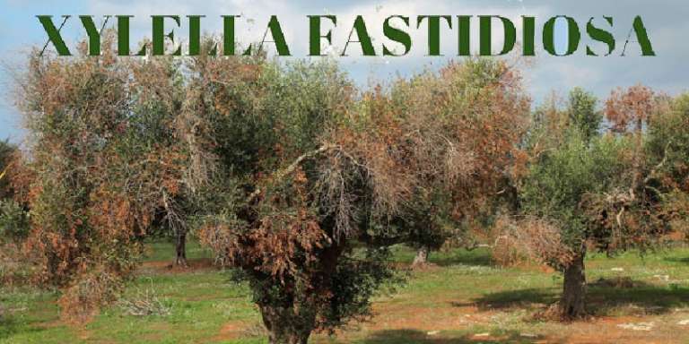 LA XILELLA FASTIDIOSA NON DANNEGGIA LA QUALITA’ DELL’OLIO D’OLIVA PUGLIESE LA XILELLA FASTIDIOSA NON DANNEGGIA LA QUALITA’ DELL’OLIO D’OLIVA PUGLIESE