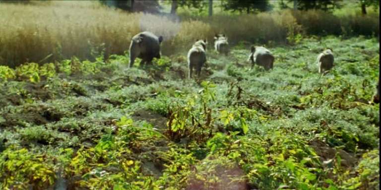 DALLA MURGIA AL GARGANO LUPI E CINGHIALI DEVASTANO CAMPI E ALLEVAMENTI