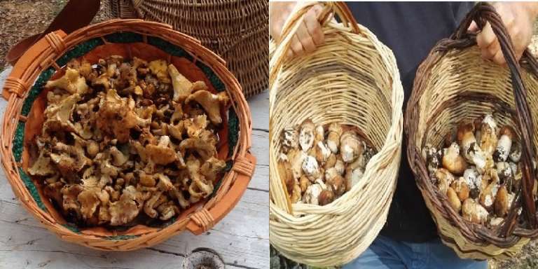 SAN NICANDRO, L’HOBBY DELLA RACCOLTA FUNGHI