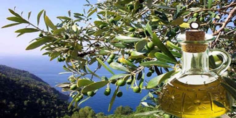 UNA FILIERA D’OLIO D’OLIVA TUTTA MERIDIONALE