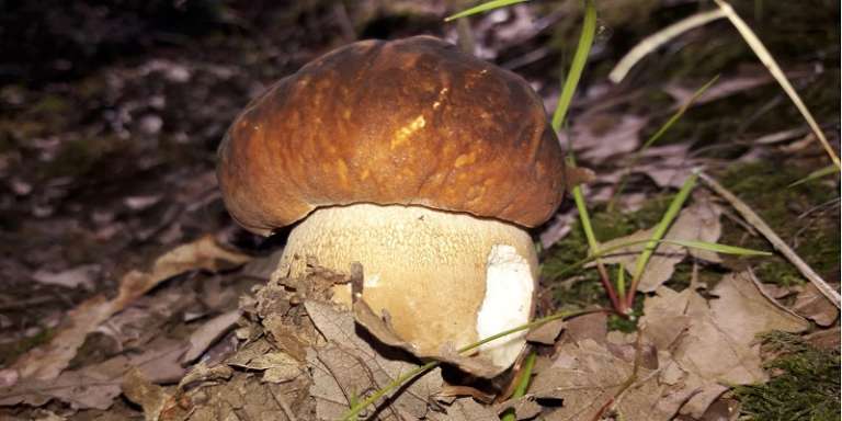 I FUNGHI DI SAN NICANDRO