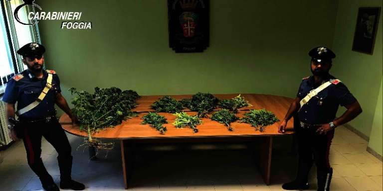 OPERAZIONI CARABINIERI: DISARMARE IL GARGANO E LOTTA A TRAFFICO MARIJUANA