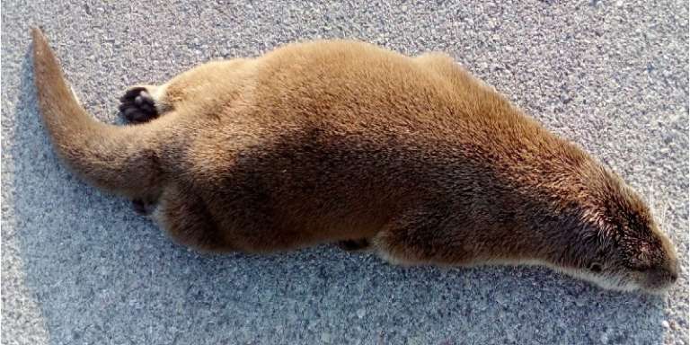 LA LONTRA TORNA NEL PARCO DEL GARGANO DOPO 40 ANNI