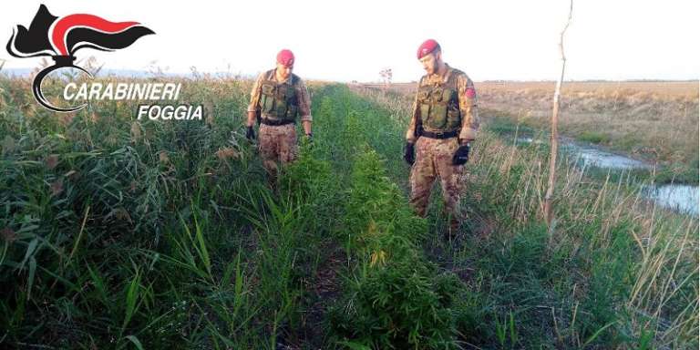 I CARABINIERI CACCIATORI PUGLIA ARRESTANO PREGIUDICATO PER CONTIVAZIONE MARIJUANA