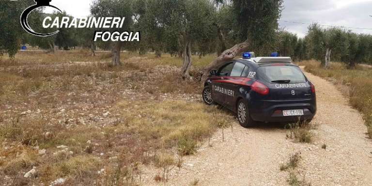 ARRESTATI SEI STRANIERI SORPRESI A DEPREDARE UN OLIVETO