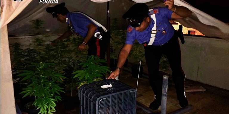 INCENSURATO ARRESTATO PER PIANTAGIONE MARIJUANA IN TERRAZZO