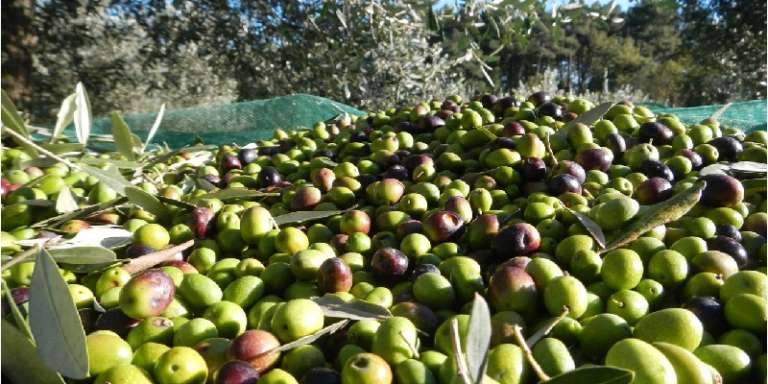 FURTI DI OLIVE, ALLERTA DEI PROPRIETARI DEI CAMPI