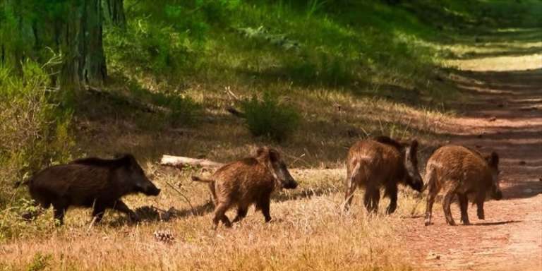 ALLARME CINGHIALI, AVVISTATI SULLA SUPERSTRADA GARGANICA