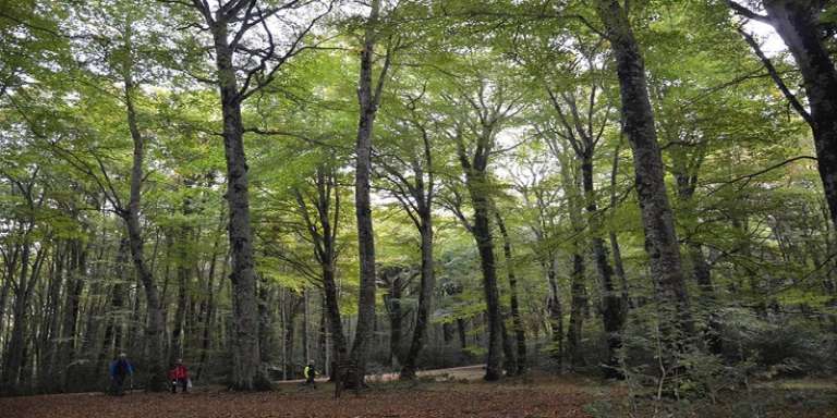 AUTUNNO IN FORESTA UMBRA CON GARGANO NORDIC WALKING