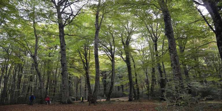 I DIECI BOSCHI PIU’ BELLI D’ITALIA, C’E’ ANCHE LA FORESTA UMBRA