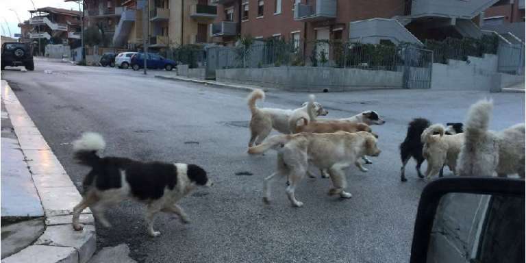 AFFIDAMENTO DEL SERVIZIO DI CUSTODIA CANI RANDAGI DEL COMUNE DI SAN NICANDRO