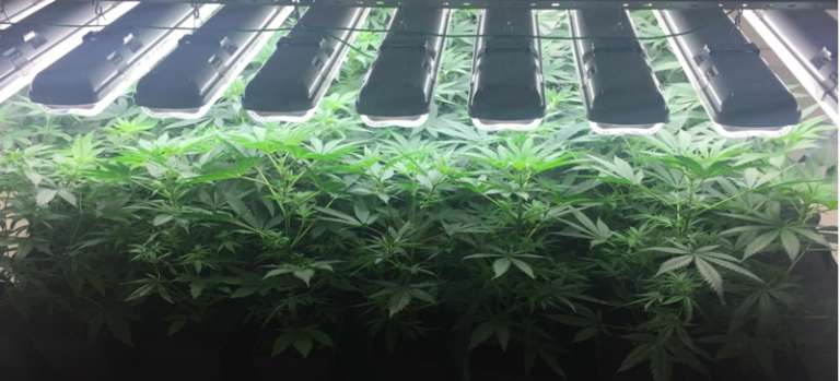 COLTIVAVA E PRODUCEVA MARIJUANA IN CASA. ARRESTATO SPACCIATORE.