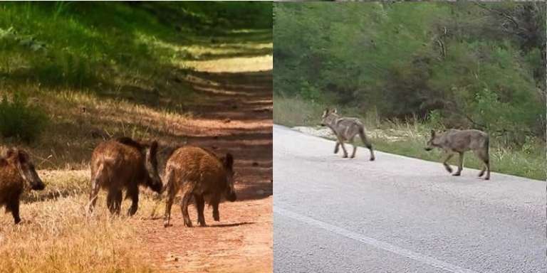 INCONTRO ALLA CAMERA DEI DEPUTATI PER IL PROBLEMA DELLA FAUNA SERVATICA NEL GARGANO