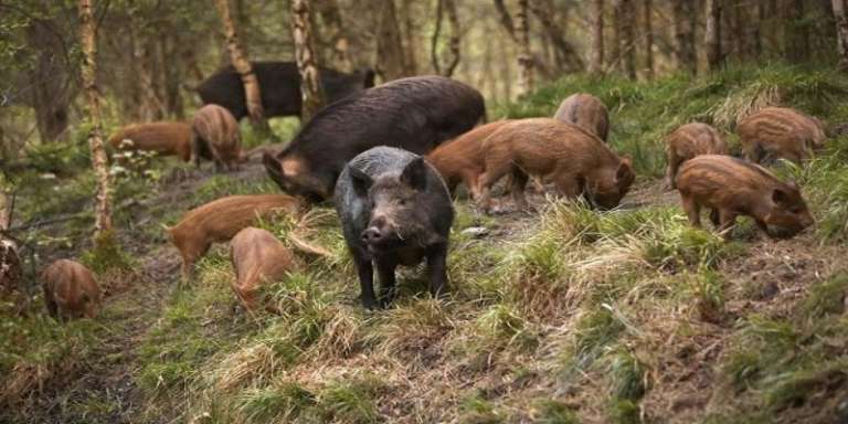 FAUNA SELVATICA, STRATEGIA PER L’EMERGENZA DELLA PROLIFERAZIONE DEI CINGHIALI