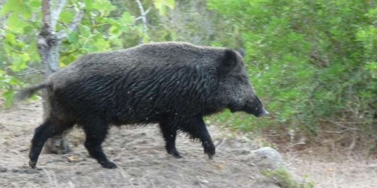 A SAN MARCO CICLISTA TRAVOLTO DA UN CINGHIALE