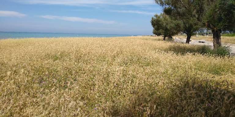 UN CAMPO DI GRANO A TORRE MILETO?