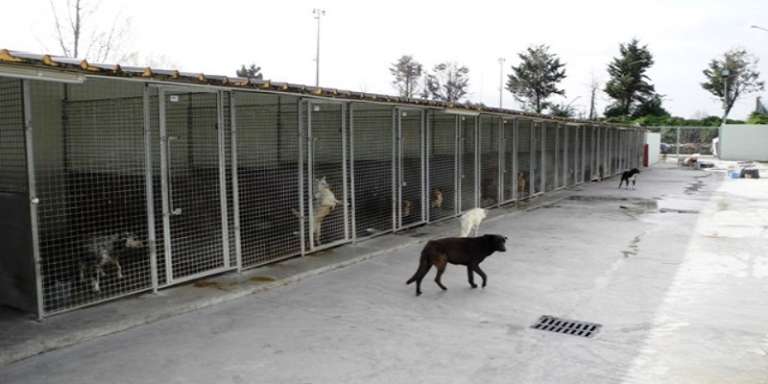 VETERINARIO GRATIS PER CHI ADOTTA DAI CANILI