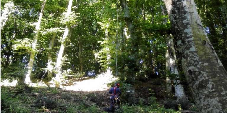 FORESTA UMBRA, BANCA DI CARBONIO