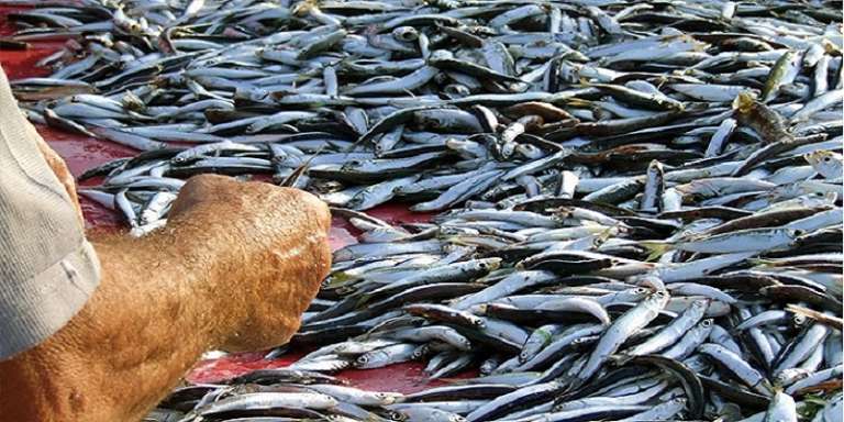 E’ SCATTATO IL FERMO PESCA LUNGO L’ADRIATICO