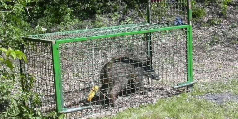 CATTURATO CINGHIALE IN GABBIA AUTORIZZATA ALLA PERIFERIA DI SAN NICANDRO