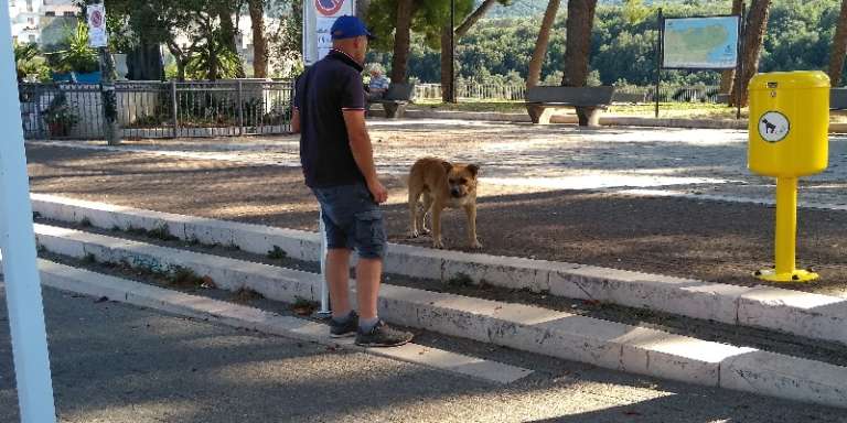 AFFIDATO IL SERVIZIO DI CUSTODIA CANI RANDAGI DI SAN NICANDRO