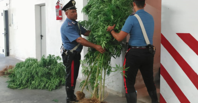 SEQUESTRATE CIRCA 100 PIANTE DI MARIJUANA