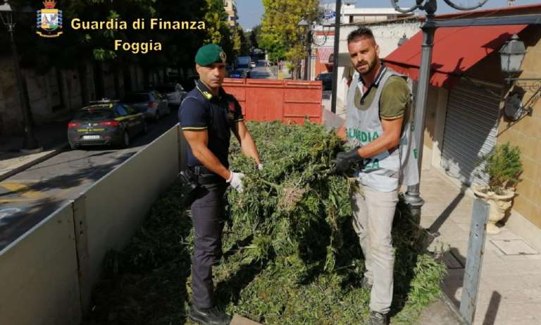 SEQUESTRATE CIRCA 13.000 PIANTE DI CANAPA INDIANA. TRATTI IN ARRESTO TRE RESPONSABILI