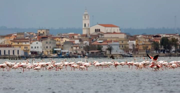 LESINA, INFO DAY “CATCH UP FISH” A CURA DEL IRBIM – CNR