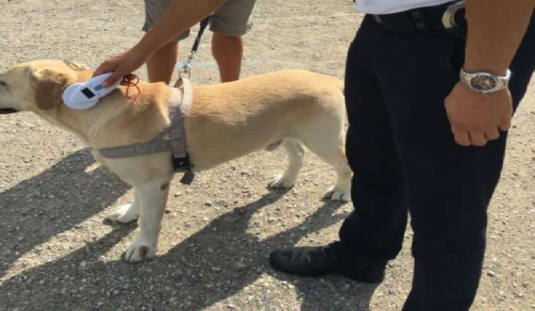 CONTROLLI A TAPPETO SUI CANI RANDAGI E DI PROPRIETA’, MULTE AI TRASGRESSORI