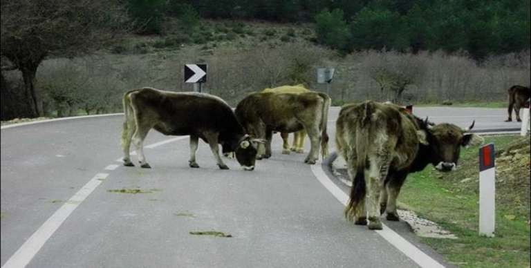 GARGANO, MULTE E CONFISCHE PER ANIMALI VAGANTI