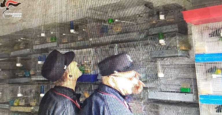 RINVENUTA FAUNA PROTETTA, DENUNCIATO BRACCONIERE