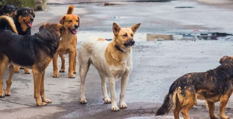 ECCO LA NUOVA LEGGE SUL RANDAGISMO IN PUGLIA