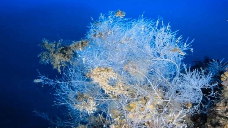 PUGLIA, IL CORALLO NERO DELLE TREMITI SUL NATIONAL GEOGRAPHIC