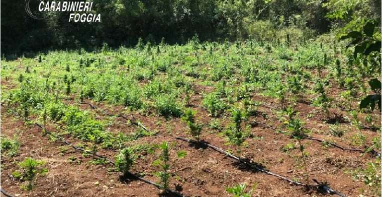 PIANTAGIONE DI MARIJUANA NASCOSTA IN CAMPAGNA, UN ARRESTO A SAN NICANDRO