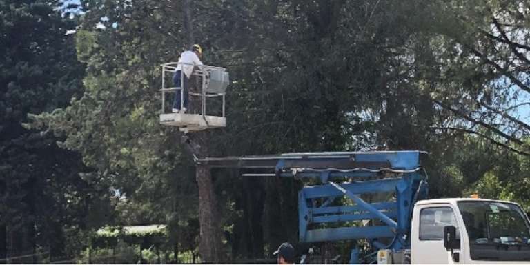 LAVORI STRAORDINARI DI TAGLIO DI ALBERI PERICOLANTI DEL CENTRO ABITATO DI SAN NICANDRO