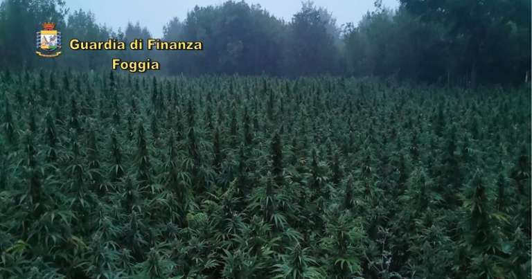 FINANZA: SEQUESTRATA UNA PIANTAGIONE DI MARIJUANA CON 5100 PIANTE. ARRESTO E DENUNCE