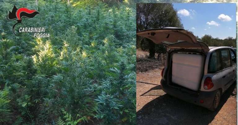 SAN NICANDRO, PIANTAGIONE DI MARIJUANA NASCOSTA TRA LE CAMPAGNE, UN ARRESTO