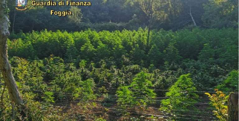 FINANZA: NEI BOSCHI DI SAN NICANDRO GARGANICO SEQUESTRO DI 4200 PIANTE DI MARIJUANA
