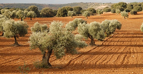 AGRICOLTORI CIA: “CANDIDATI PRESIDENTI, ECCO LA PUGLIA CHE VOGLIAMO”