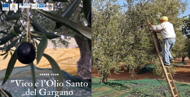 VICO DEL GARGANO VERSO I 40MILA QUINTALI DI OLIVE E GLI 8MILA DI OLIO