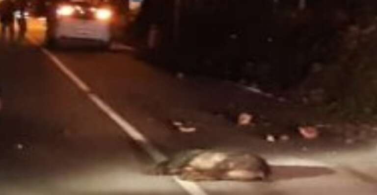 RIMOZIONE E SMALTIMENTO CARCASSA DI CINGHIALE SULLA SUPERSTRADA GARGANICA